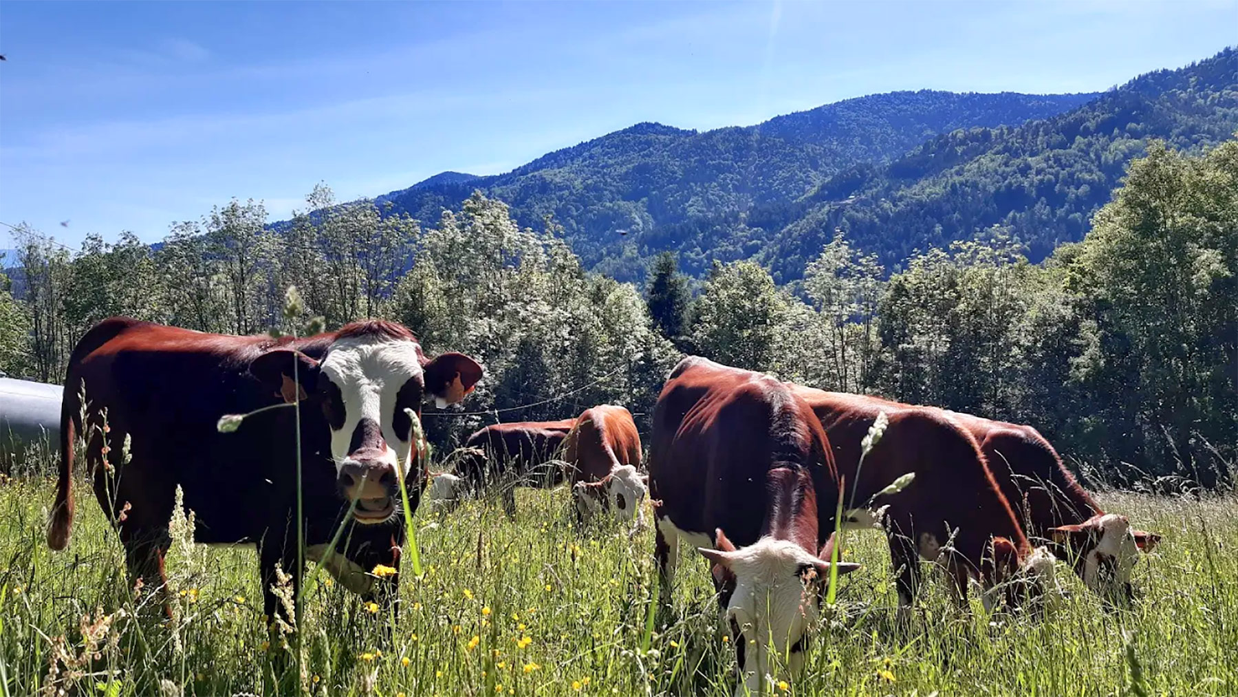 visite de ferme Megève Haute-Savoie